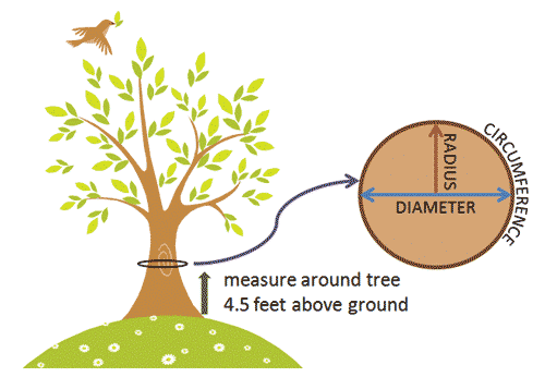 Circumference of a tree